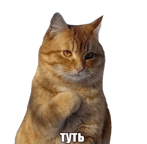 animal mammal domestic cat