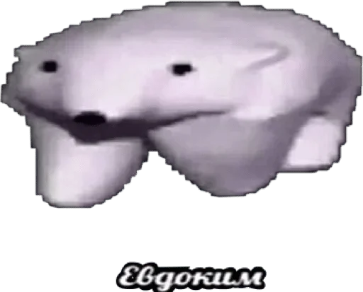 mammal aquatic mammal animal