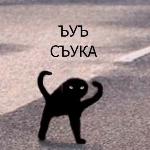 кошка млекопитающее земля