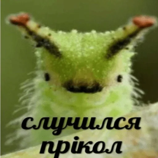 гусеница животное зеленый