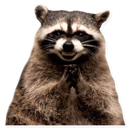 animal mammal raccoon