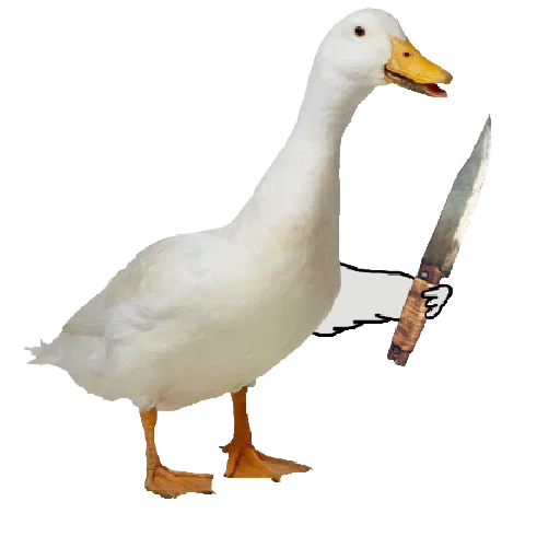 животное водная птица птица