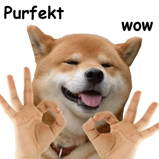 pet dog breed person