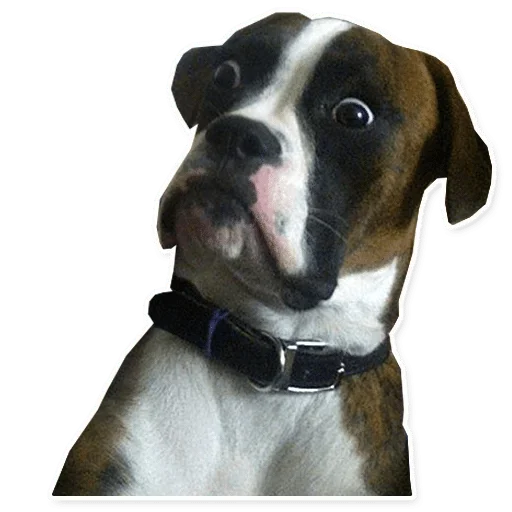 dog breed dog animal