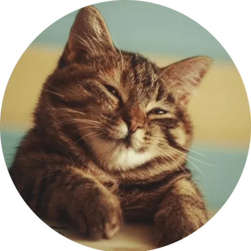 animal mammal small to medium-sized cats