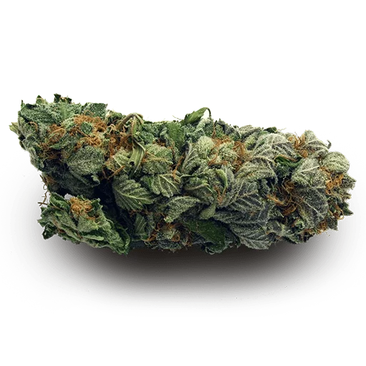 риф растение