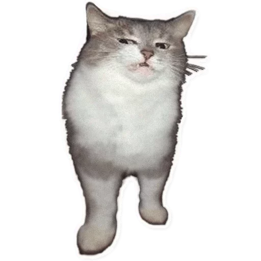 cat domestic cat animal