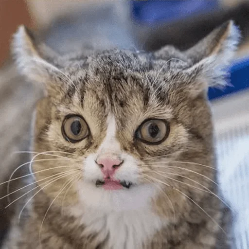 животное млекопитающее кошка