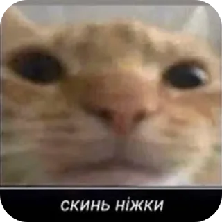 Стикер Спільнота @MoiStikiBot - 4