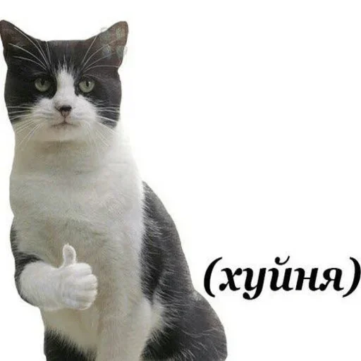 млекопитающее животное домашняя кошка