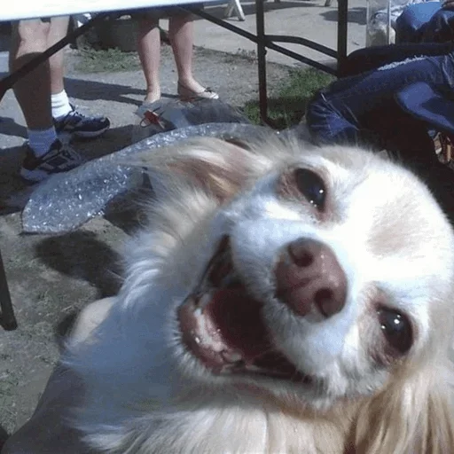 Стикер стикерпак вики — @stckrRobot - 11