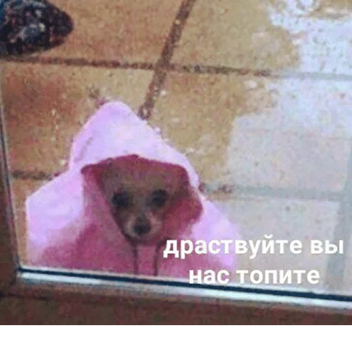 dog breed dog animal