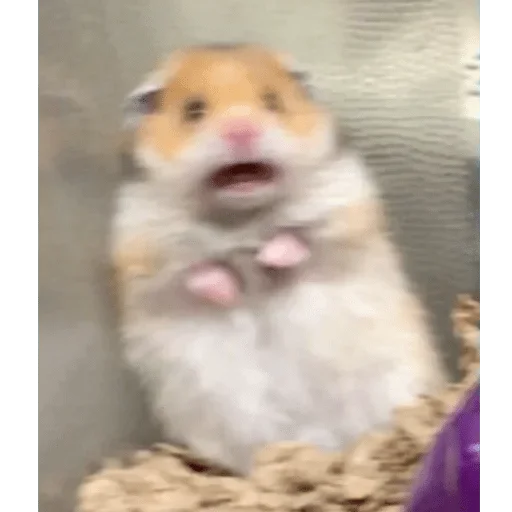 mammal animal hamster
