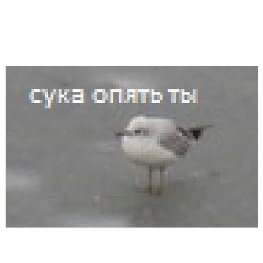 text aquatic bird gull