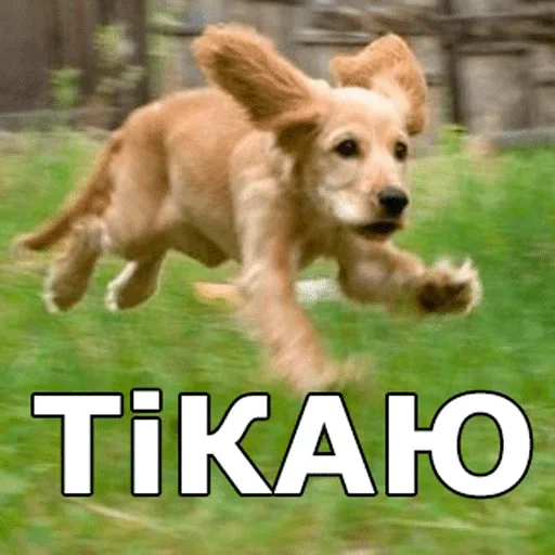 млекопитающее животное трава