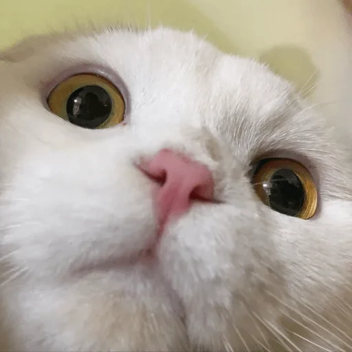 млекопитающее животное кошка