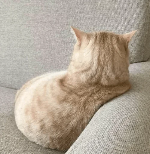 животное кошки малого и среднего размера комнатный