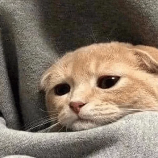 кошка животное млекопитающее