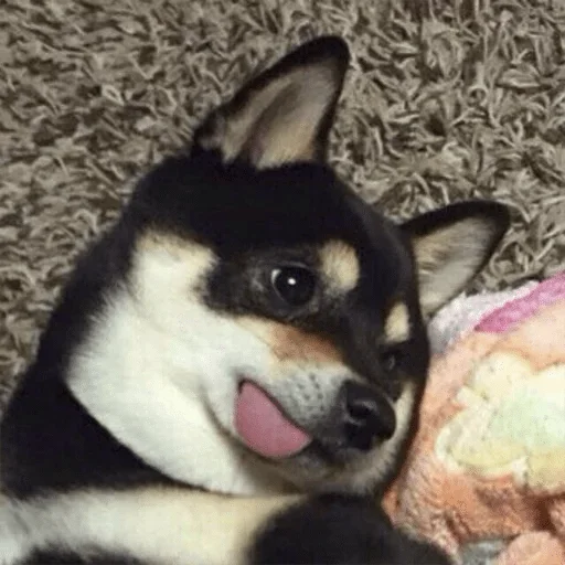 домашнее животное животное порода собак