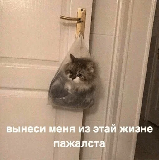 кошка животное комнатный