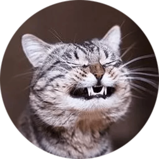 Cats — @stckrRobot - 