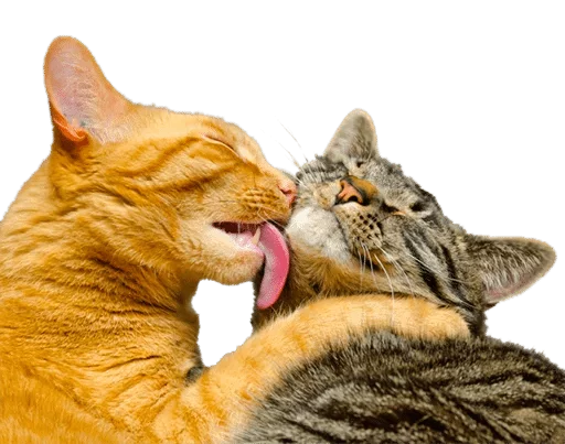 Sticker Cats — @stckrRobot - 11