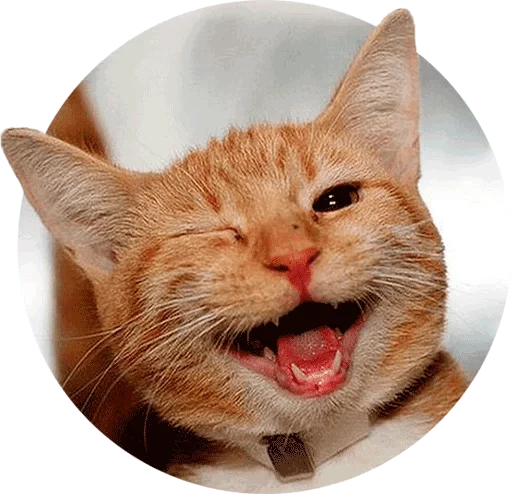 Sticker Cats — @stckrRobot - 9