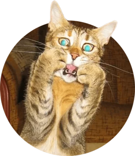 Sticker Cats — @stckrRobot - 8