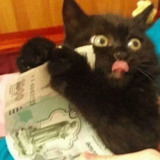 Sticker Cats — @stckrRobot - 6