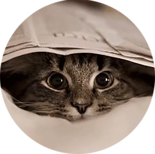 Sticker Cats — @stckrRobot - 5