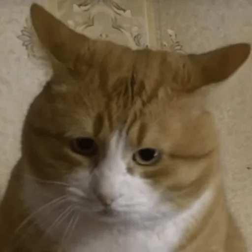 Sticker Cats — @stckrRobot - 3