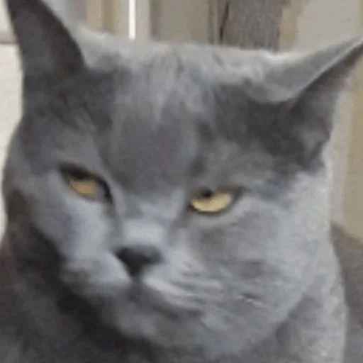 Sticker Cats — @stckrRobot - 2