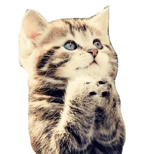 Sticker Cats — @stckrRobot - 0