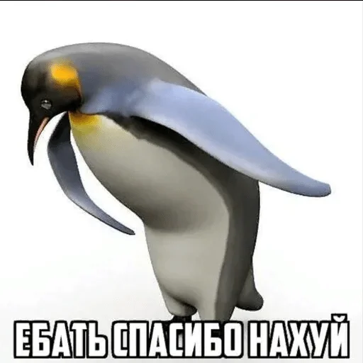 пингвин животное водная птица