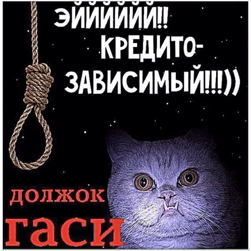 СМС плакат кошка