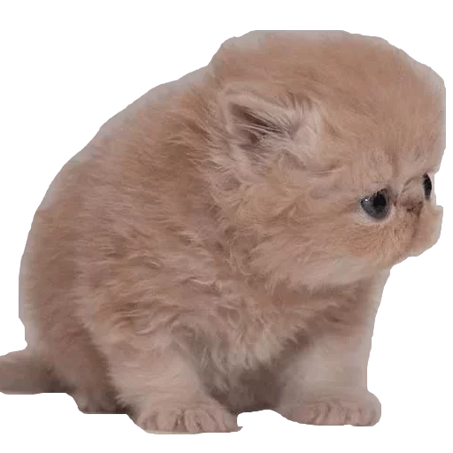 животное млекопитающее кошачьи