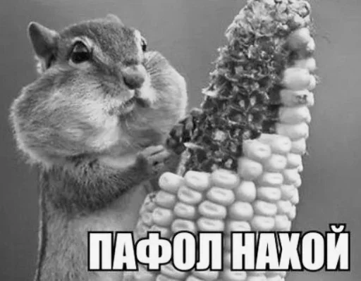 животное млекопитающее грызун