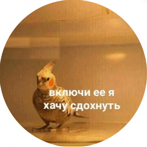 СМС скриншот животное