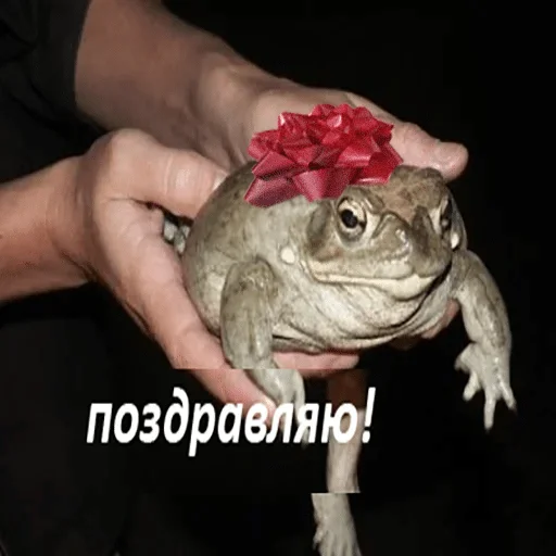 animal frog amphibian