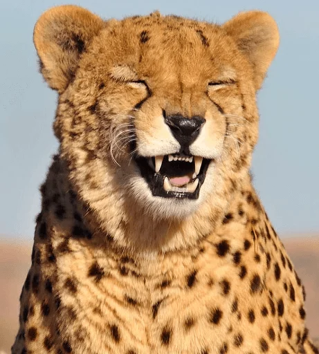 animal mammal cheetah