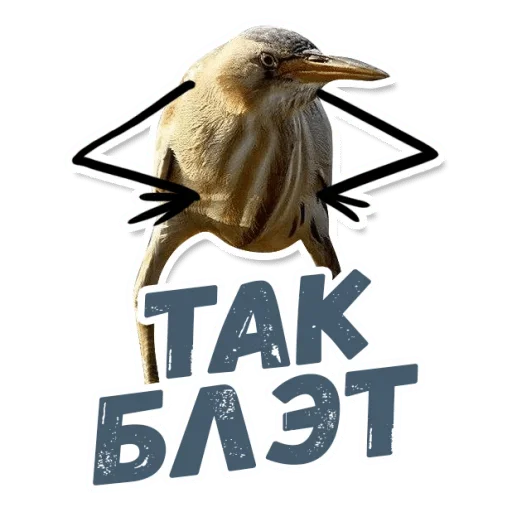 animal beak bird