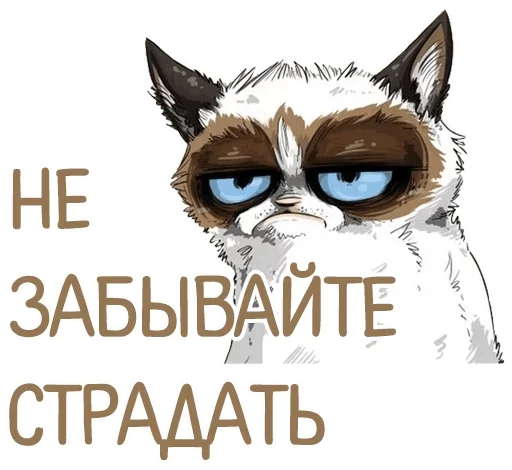 СМС животное кошка