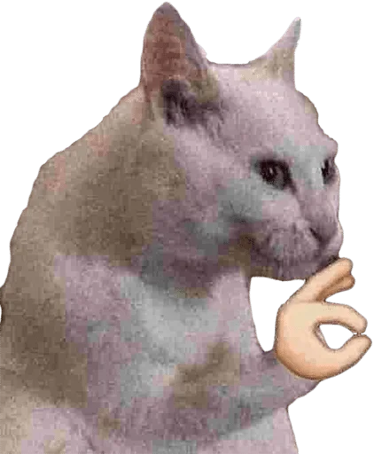 animal domestic cat small to medium-sized cats