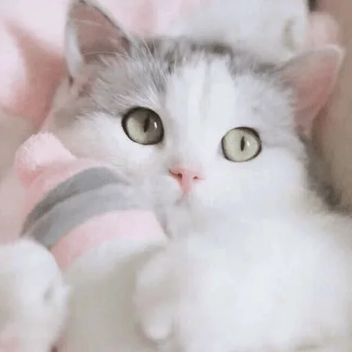 кошка животное млекопитающее