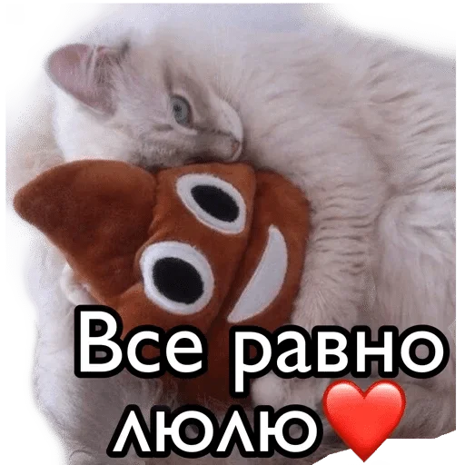 кошки малого и среднего размера кошачьи животное