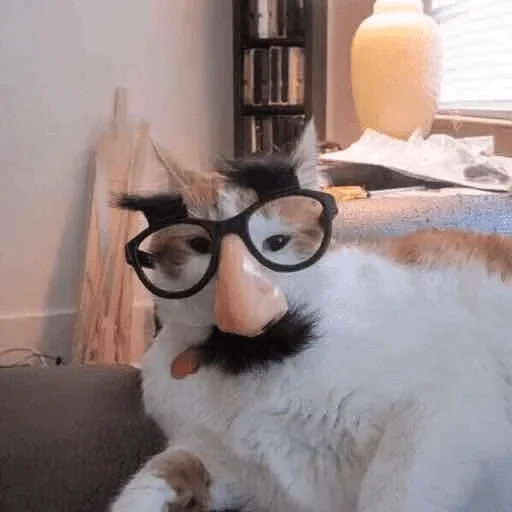 комнатный кошка животное