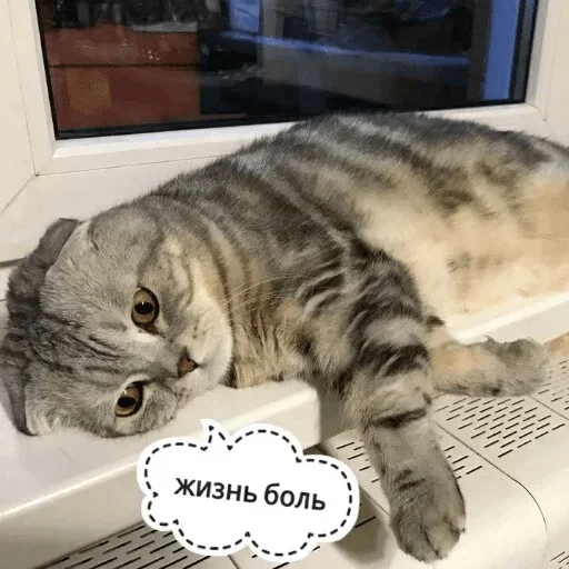 кошачьи кошки малого и среднего размера комнатный