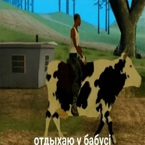 grass outdoor cattle