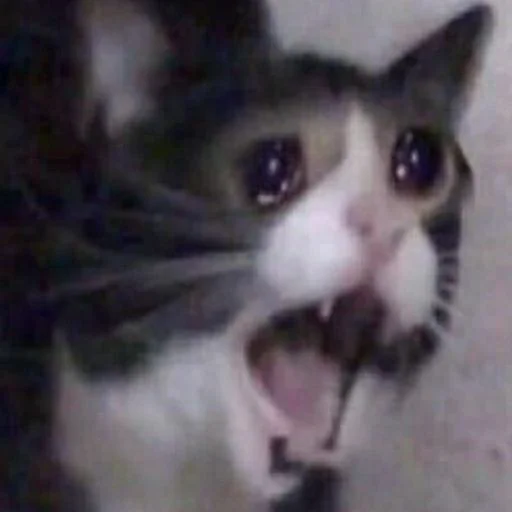 млекопитающее животное кошка