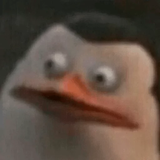 animal bird aquatic bird